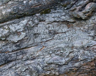 Eski Ağaç Yapısı Arkaplan Şablonu