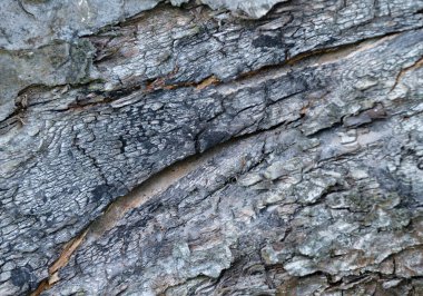 Eski Ağaç Yapısı Arkaplan Şablonu