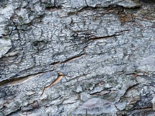 Padrão de fundo de textura de árvore de madeira velha — Fotografia de Stock
