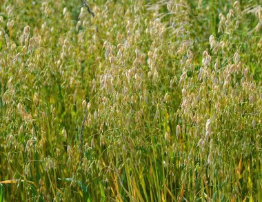 Yaz yatay, buğday alanı, yeşil çim