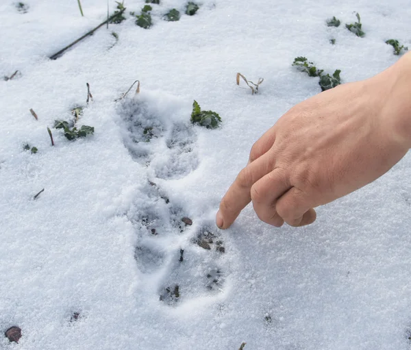 Footsteps on the snow