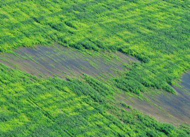Buğday tarlasıyla yaz manzarası 