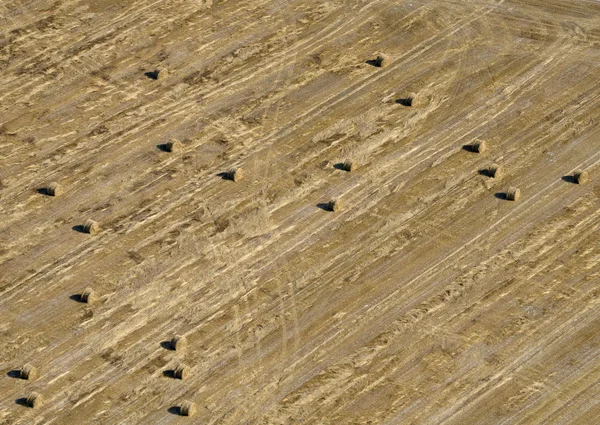 Paisagem de verão com campo de trigo — Fotografia de Stock