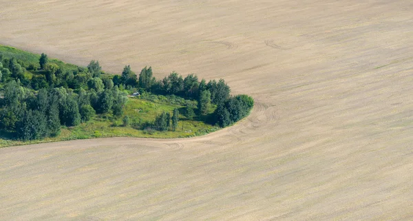 Літній пейзаж з пшеничним полем — стокове фото