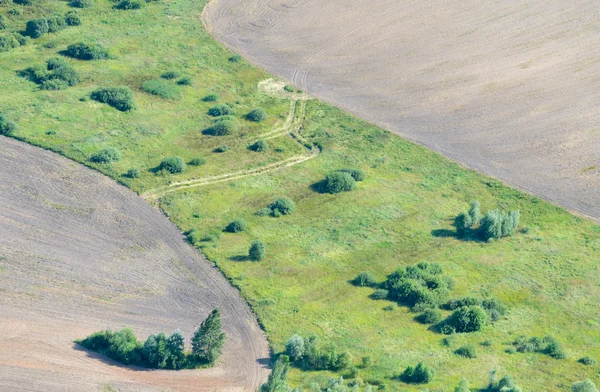 Paysage d'été avec champ de blé — Photo