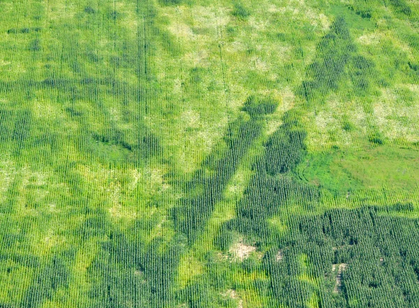 Paisagem de verão com campo de trigo — Fotografia de Stock