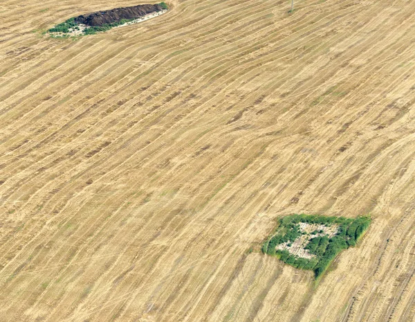 Summer landscape with wheat field — Stock Photo, Image