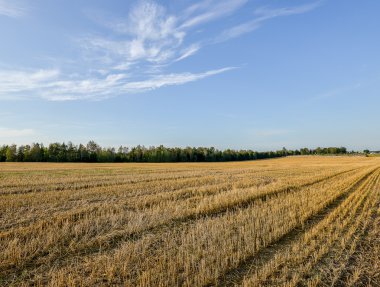 Buğday tarlası ve bulutlu yaz manzarası