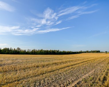 Buğday tarlası ve bulutlu yaz manzarası