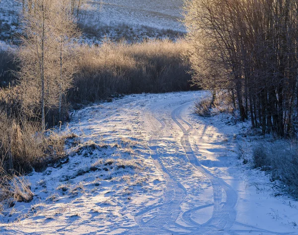 Árvores e estradas congeladas num campo — Fotografia de Stock
