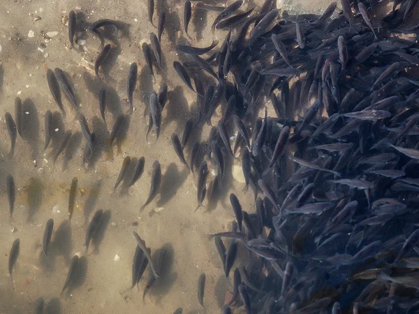 Viele kleine Fische im flachen Wasser. — Stockfoto