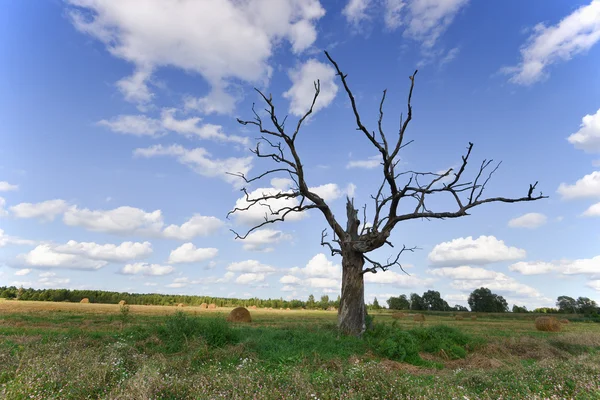 Ветка мертвое дерево на фоне неба — стоковое фото