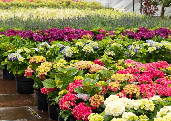 Rows of Flowers — Stock Photo, Image