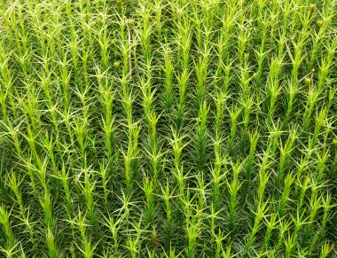 Sphagnum moss arka plan