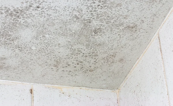Ceiling mould mildew — Stock Photo, Image