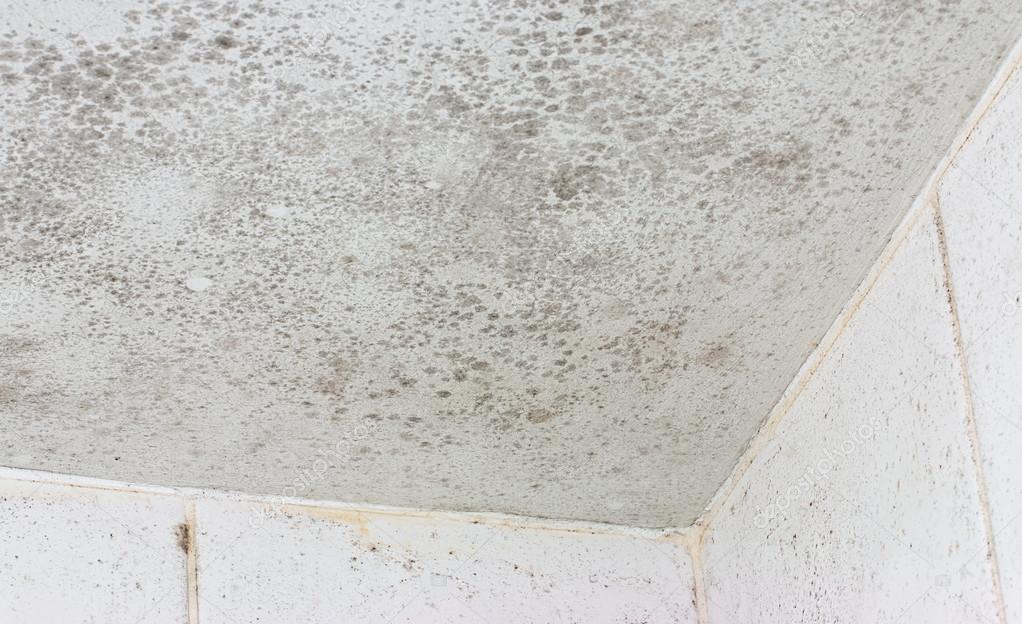 Ceiling Mould Mildew Stock Photo C Stocksolutions 58634221