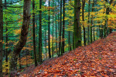 Sonbahar manzarası ormandaki güzel renkli ağaçlar, gün ışığında parlıyorlar. Harika bir arka plan. Güzel renkler ve huzurlu bir atmosfer. Muhteşem manzara.