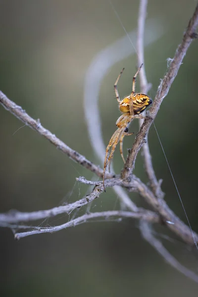 Araña Entorno Natural — Foto de Stock