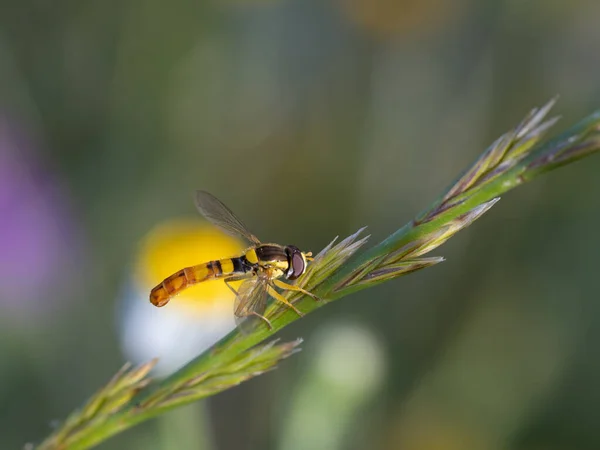 Dipterous Sinek Türleri Doğal Ortamlarında Fotoğraflanmıştır — Stok fotoğraf