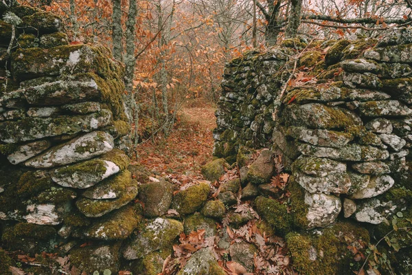 Landskab Kastanjeskov Nær Montanchez Ekstremadura Spanien - Stock-foto