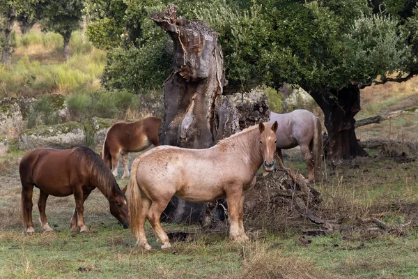 Caballos Pastando Campo — Foto de Stock