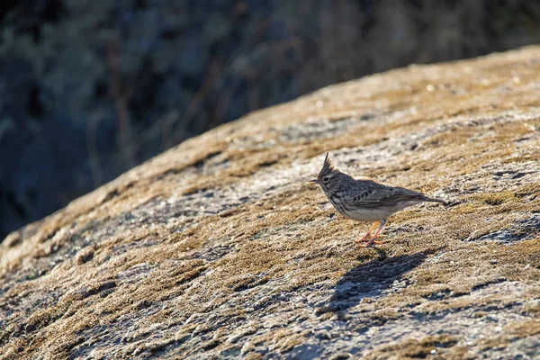Crested Lark Oiseau Dans Son Environnement Naturel — Photo