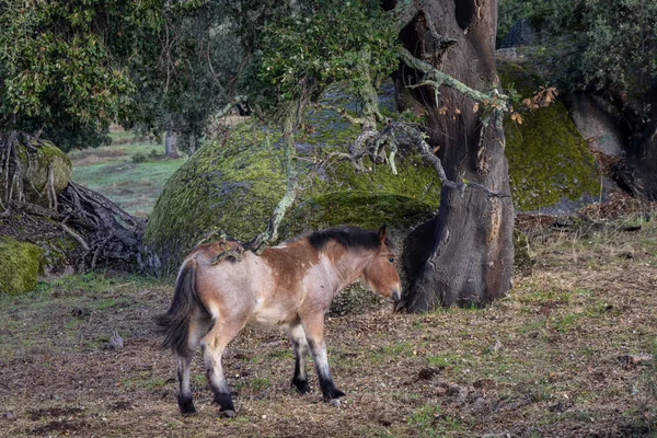 Άλογο Ένα Χωράφι Στην Εξτρεμαδούρα — Φωτογραφία Αρχείου