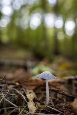 Kestane ormanında mantar..