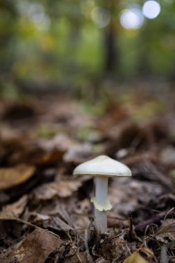 Kestane ormanında mantar..