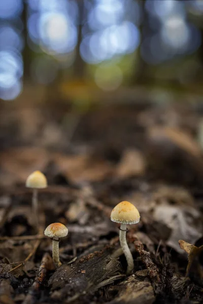 Mushrooms Chestnut Forest — Stock Photo, Image