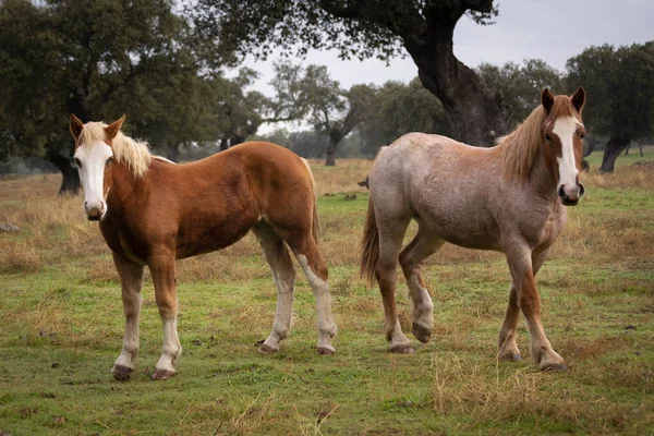 Lovak Egy Mezőn Extremadurában — Stock Fotó