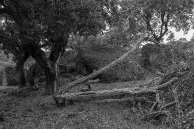 Deshesa de Arroyo de Luz 'daki manzara. Extremadura. İspanya.