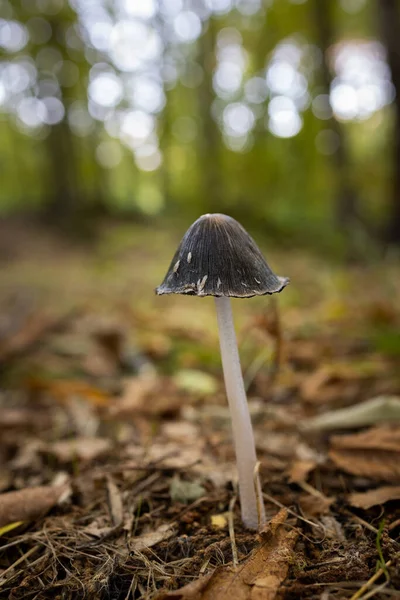 Cogumelo Uma Floresta Castanha — Fotografia de Stock