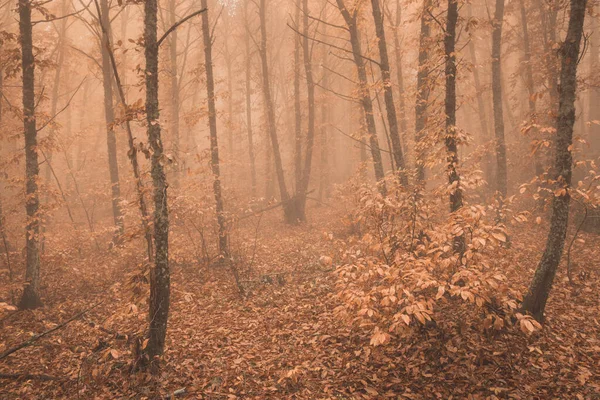 Krajina Mlhou Kaštanovém Lese Poblíž Montanchez Extremadura Španělsko — Stock fotografie