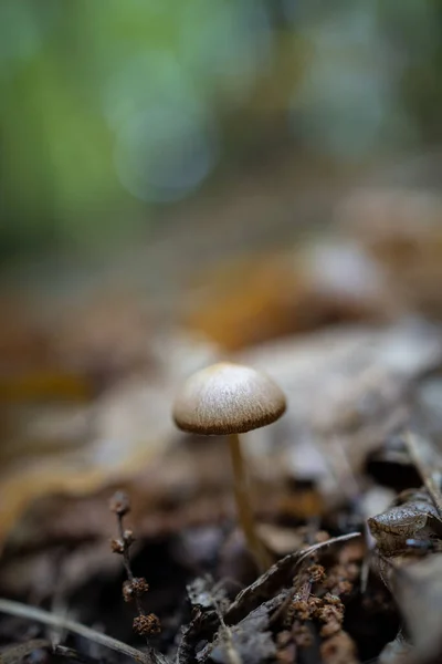 Cogumelo Uma Floresta Castanha — Fotografia de Stock