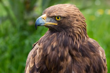 Altın Kartal. Aquila chrysaetos.