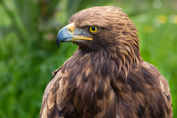 Golden Eagle Aquila Chrysaetos — Stock Photo, Image