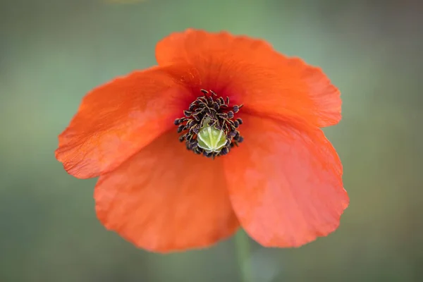 Czerwony Mak Sfotografowany Ich Naturalnym Środowisku — Zdjęcie stockowe