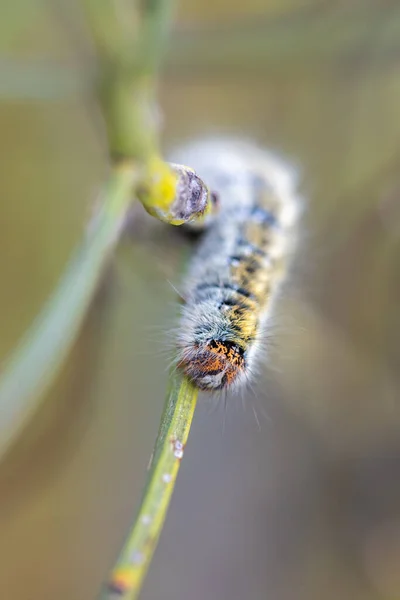 Caterpillar Its Natural Environment — Stock Photo, Image