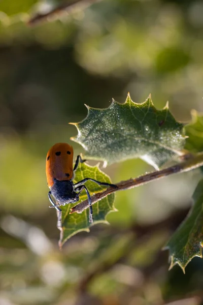 Lachnaia Sexpunctata Beetle Six Points Natural Environment — Stock Photo, Image