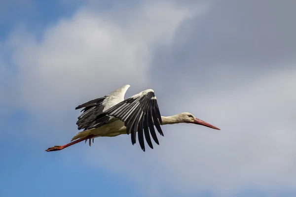 Stork Flight Stork Natural Environment — Stock Photo, Image