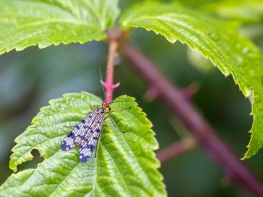 Akrep doğal ortamında uçar..