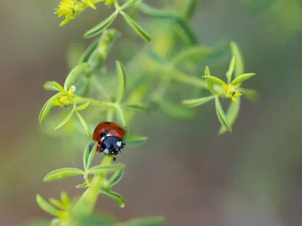 Coccinelle Dans Son Environnement Naturel — Photo