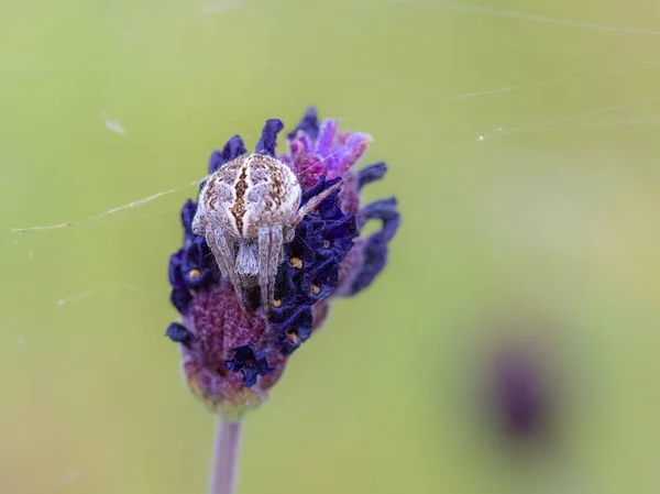 Spindel Sin Naturliga Miljö — Stockfoto