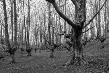 Otzarreta Beech Ormanı. Gorbea Doğal Parkı. İspanya.