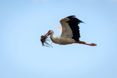 Leylek uçuyor. Leylekler doğal ortamlarında.