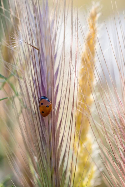 Ladybug Its Natural Environment — Stock Photo, Image