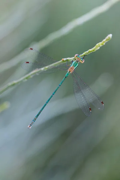 Damselfly Στο Φυσικό Τους Περιβάλλον — Φωτογραφία Αρχείου