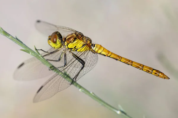 Libellula Gialla Nel Loro Ambiente Naturale — Foto Stock