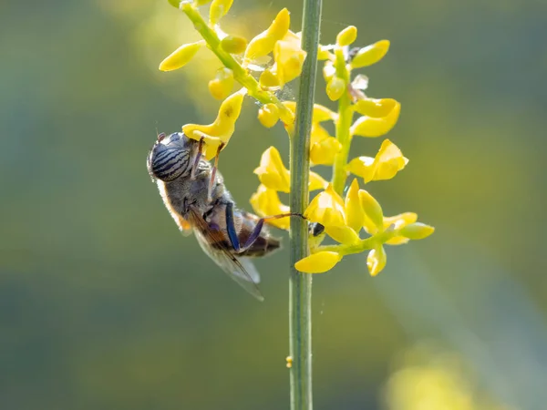 Eristalinus Taeniops Bir Uçan Sinek Türüdür — Stok fotoğraf